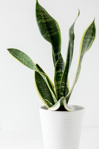 Rare Snake Plant